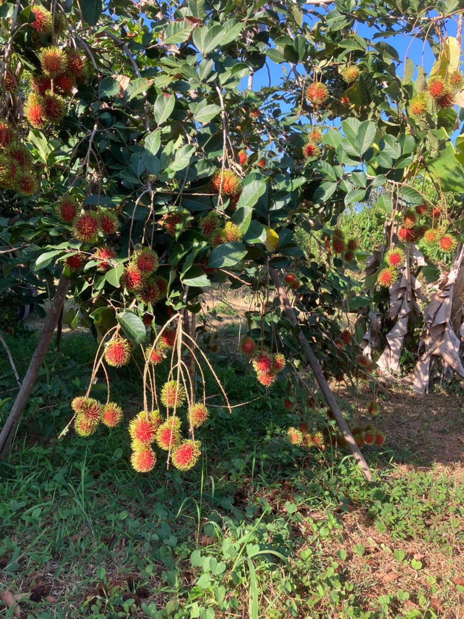 Naivacha Tent Koh Mak Dış mekan fotoğraf